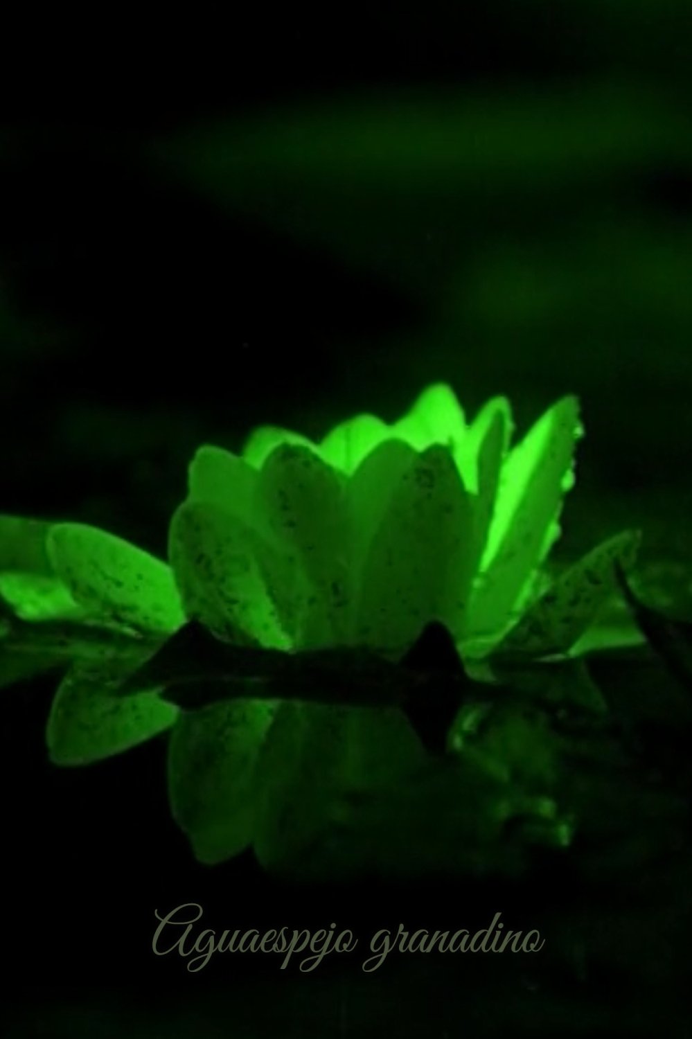 Dónde se rodó Aguaespejo granadino