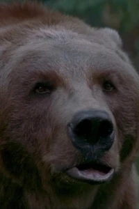 Foto de Bart The Bear