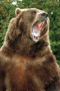 Foto de Bart The Bear