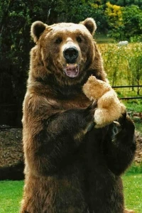 Foto de Bart The Bear