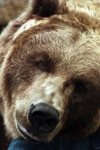 Foto de Bart The Bear